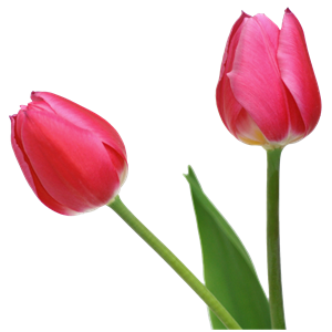 Tulip PNG image-9000